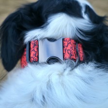 Utd Pet Redd Köpek Boyun Tasması