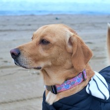 Utd Pet Donuts Köpek Boyun Tasması