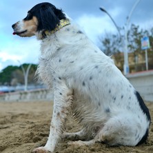 Utd Pet Lemona Köpek Boyun Tasması