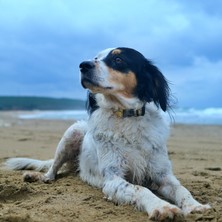 Utd Pet Lemona Köpek Boyun Tasması