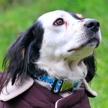 Utd Pet Pandas Köpek Boyun Tasması