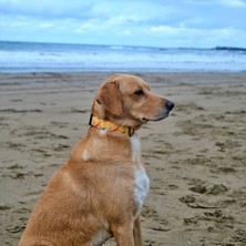 Utd Pet Yellowdoggy Köpek Boyun Tasması