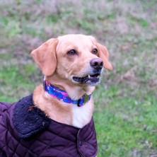 Utd Pet Flamingos Köpek Boyun Tasması