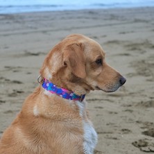 Utd Pet Flamingos Köpek Boyun Tasması