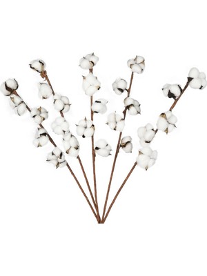 Nettenevime Doğal Pamuk Çiçeği 5ADET 5 Li Kuru Çiçek 56CM Yapay Çiçek