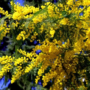 Fidan Sepetim 2 Yaş Mimoza Ağacı Fidanı - Gümüşi Akasya (Acacia Dealbata)