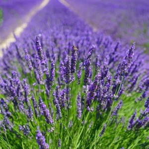 Mutlupaket Tüplü Yoğun Kokulu Aromatik Lavanta Fidanı