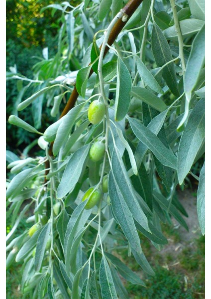 Istanbul Baharat Zeytin Yaprağı 5 x 40 gr