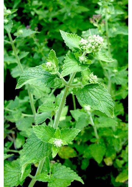 Istanbul Baharat Oğul Otu (Melisa Otu) Yaprağı 2x 50 gr modelleri