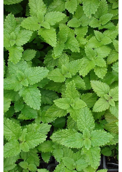 Istanbul Baharat Melisa Yaprağı (Limon Melisa) 10 gr