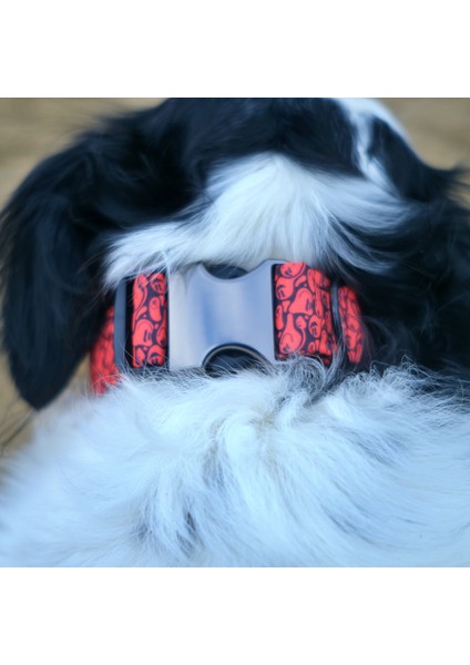 Redd Köpek Boyun Tasması