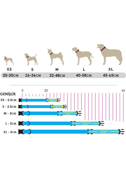 Redd Köpek Boyun Tasması