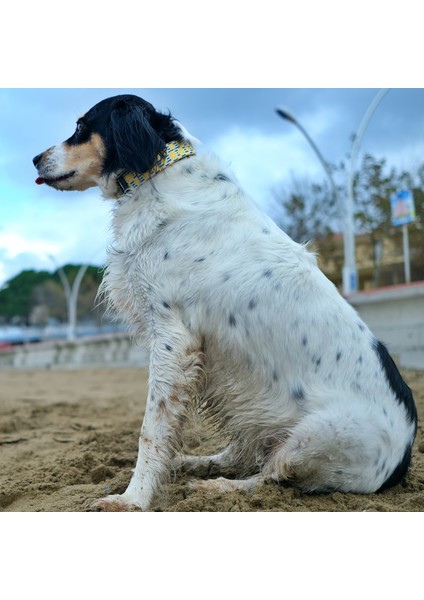 Lemona Köpek Boyun Tasması