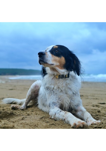 Lemona Köpek Boyun Tasması