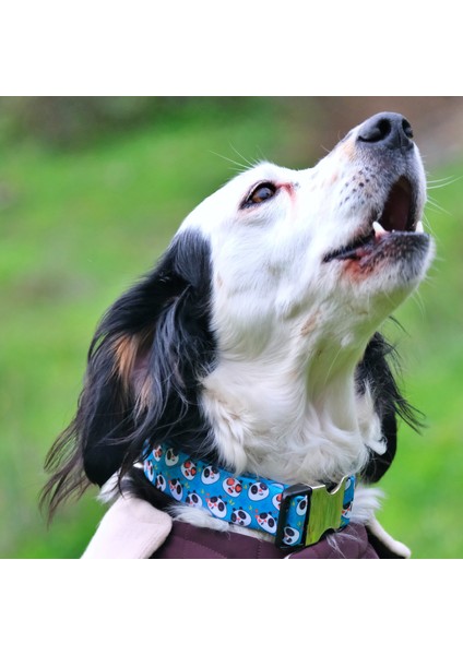 Pandas Köpek Boyun Tasması fiyatları
