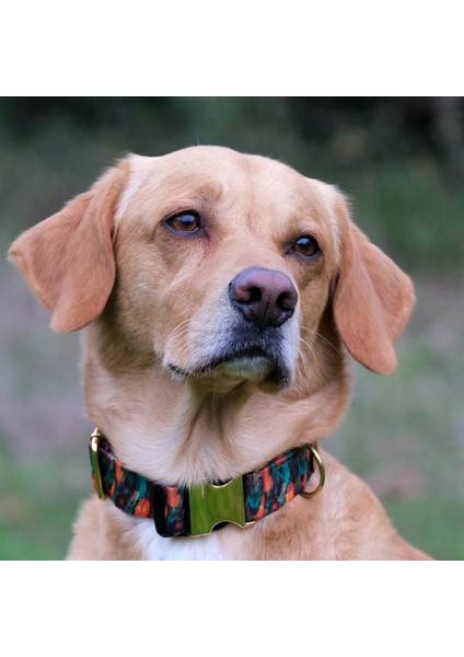 Peacock Köpek Boyun Tasması fiyatları