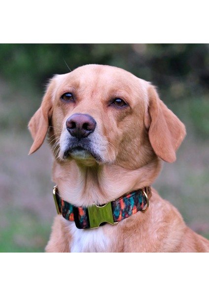 Peacock Köpek Boyun Tasması modelleri