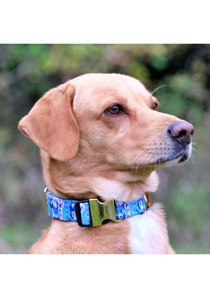 Bluedoggy Köpek Boyun Tasması fiyatları