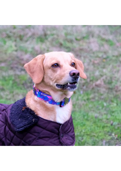 Flamingos Köpek Boyun Tasması fiyatları