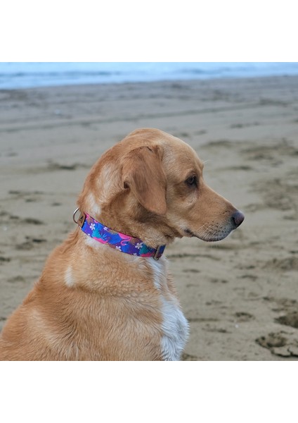 Flamingos Köpek Boyun Tasması modelleri