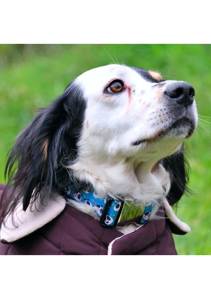 Pandas Köpek Boyun Tasması