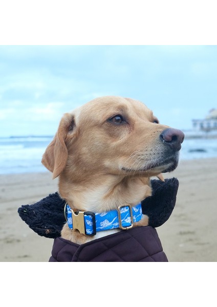 Waves Köpek Boyun Tasması