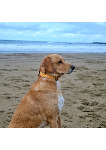 Yellowdoggy Köpek Boyun Tasması fiyatları