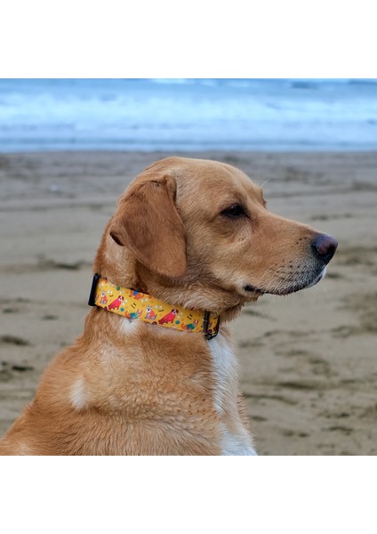 Yellowdoggy Köpek Boyun Tasması modelleri