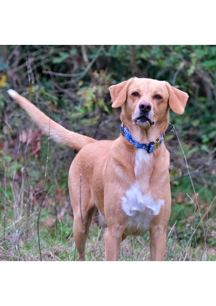 Bluedoggy Köpek Boyun Tasması