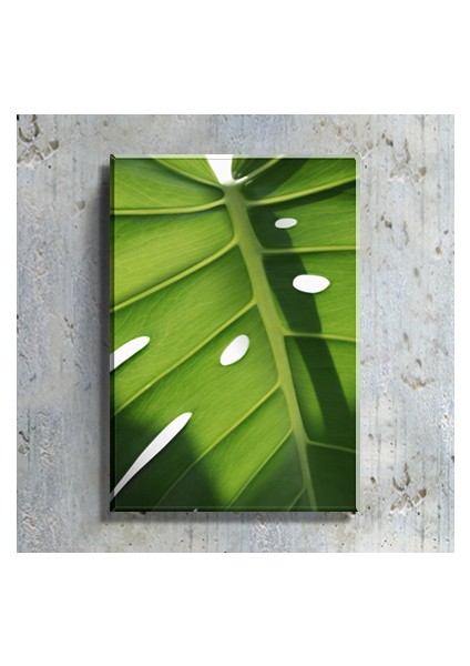 Salon Mutfak Yatak Odası Monstera Devetabanı Yaprağı (35X50CM) Kanvas Tablo TBL1456
