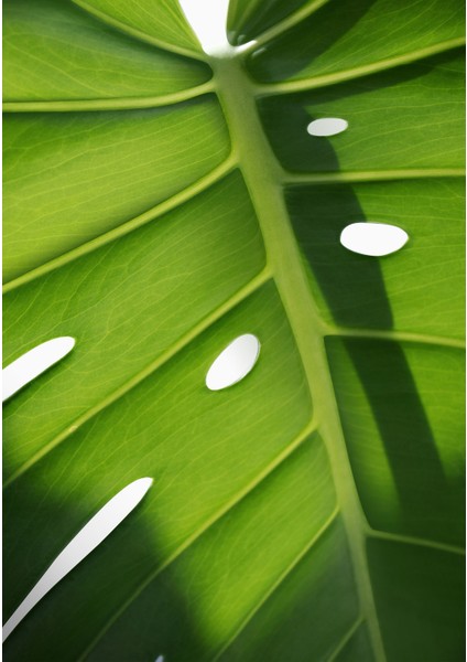 Salon Mutfak Yatak Odası Monstera Devetabanı Yaprağı (35X50CM) Kanvas Tablo TBL1456