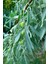Istanbul Baharat Zeytin Yaprağı 5 x 40 gr 3
