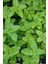 Istanbul Baharat Melisa Yaprağı (Limon Melisa) 10 gr 2