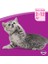 Pouch Multipack Yavru Kedi Etli Konserve Mama Çeşitleri 4 x 100 gr 3