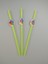 Pipet Balonlu 10'lu 1