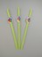 Pipet Balonlu 10'lu 3