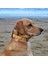 Yellowdoggy Köpek Boyun Tasması 3