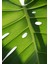 Salon Mutfak Yatak Odası Monstera Devetabanı Yaprağı (35X50CM) Kanvas Tablo TBL1456 3