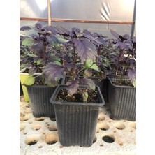 Fide Vadisi Mor Fesleğen (Reyhan) Fidesi (3lü Ambalaj)