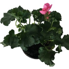 Armenbotanik Pelergonium - Pembe Sardunya Çiçeği