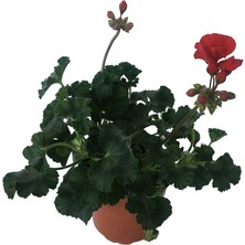 Armenbotanik Pelergonium - Kırmızı Sardunya Çiçeği