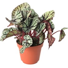 Betonish Begonia Rex 'Fedor' (Begonya Çiçeği)