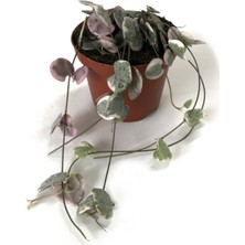Betonish Ceropegia Woodii 'Variegata' (Kalp Kalbe Karşı Çiçeği)