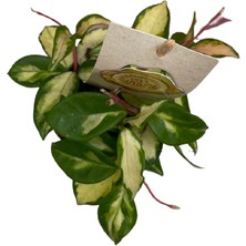 Orkide Hoya Tricolor