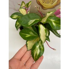 Orkide Hoya Tricolor