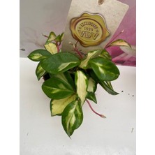 Orkide Hoya Tricolor