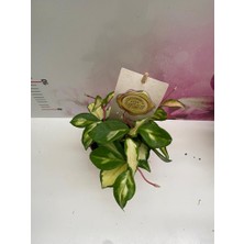 Orkide Hoya Tricolor