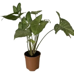 Bitki Fidanım Salon Sarmaşığı Syngonium Podophyllum