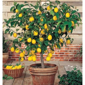 EVİM BAHÇEM Limon Ağacı Fidanı (Çiçekli) Yediveren Limon Fidanı 2 Ila 3 Yaş 100-120 cm