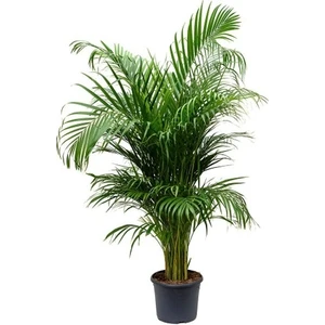 Areka Palmiyesi 140-150CM